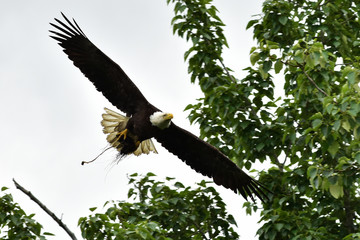 Bald Eagle in flight