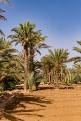 Fototapeta na wymiar Village and oasis of Mergouza in Morocco