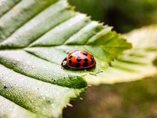 ladybug on leaf