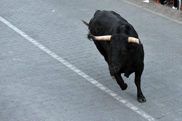 toro bravo