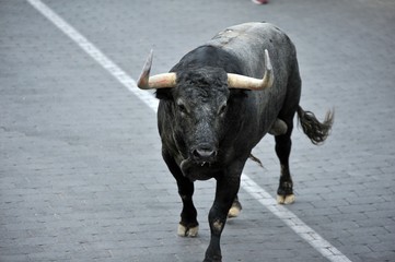 toro bravo