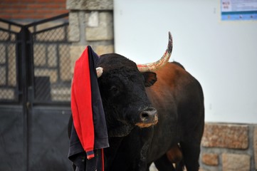 toro bravo 