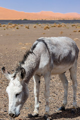 Sahara desert in the Merzouga region, Morocco