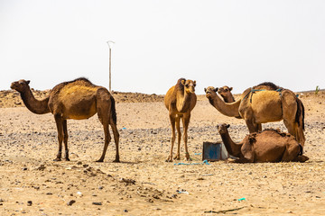 Sahara desert in the Merzouga region, Morocco