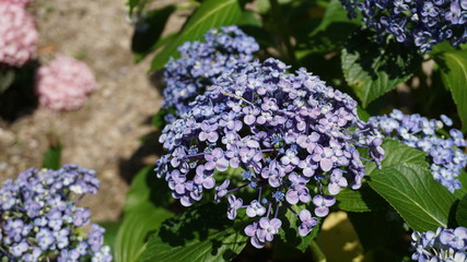 和の情緒溢れるアジサイ！