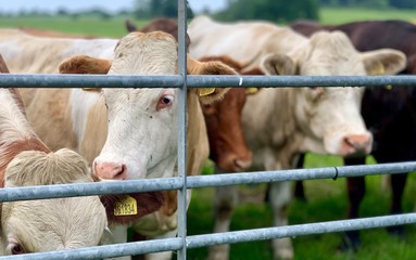 cows on farm