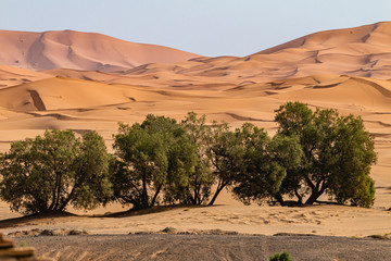 The desert around Mergouza in Morocco 