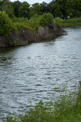 river in forest florida wildlife