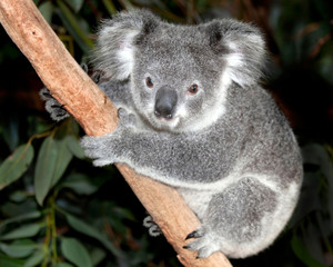 Fototapeta premium Australian koala bear in tree
