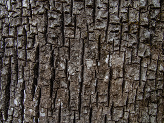 Ash Tree Bark