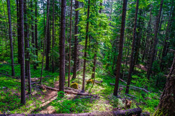 Obraz premium The Road To Mount Thielson in Oregon