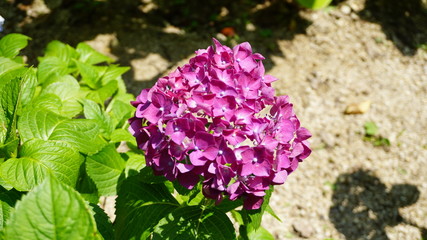 和の情緒溢れるアジサイ！