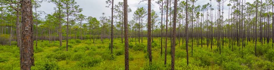 Nature panorama Apalachicola National Forest Florida USA