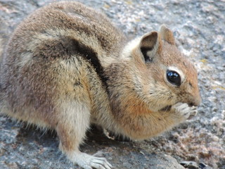 Chipmunk in the mountains.