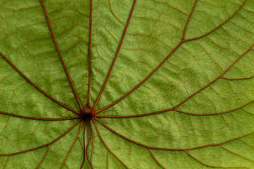 texture green leaf background ,nature macro leaves