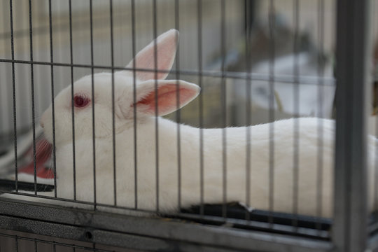 Image of a whte rabbit in a cage