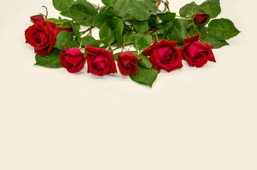 Cut buds of red roses with stems and leaves lined on top on a white background