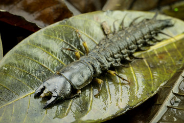 The hellgrammite, aquatic larvae of the Dobsonfly (Corydalidae). Insect very common in the Brazilian streams and one of the best baits to fish several species of fish, mainly the piáus (Leporinus).