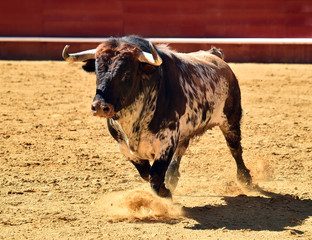 toro español en corrida de toros