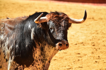 toro español en corrida de toros