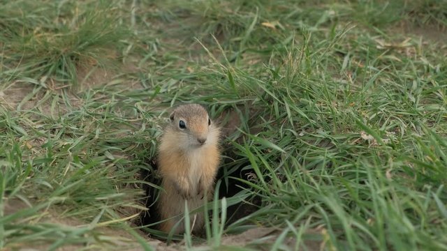 Close-up gopher crawls out of his hole.