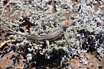 LAGARTIJA DE LAVA, GALÁPAGOS