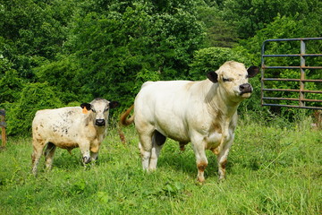 English White Cows on a Farm