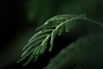 Leaf of Sensitive Mimosa Plant