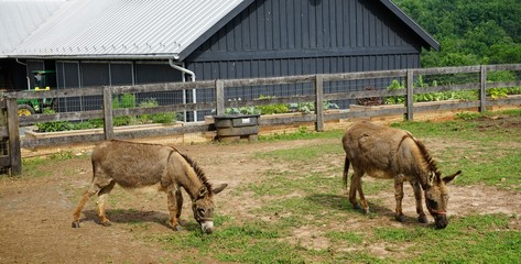 Donkeys Eating Grass on a Farm