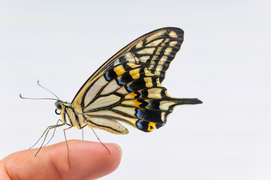 2 298 件の最適な あげは蝶 画像 ストック写真 ベクター Adobe Stock