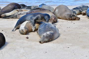 LOBO MARINO, GALÁPAGOS