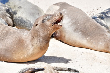 LOBO MARINO, GALÁPAGOS