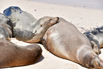 LOBO MARINO, GALÁPAGOS