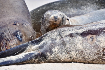 LOBO MARINO, GALÁPAGOS