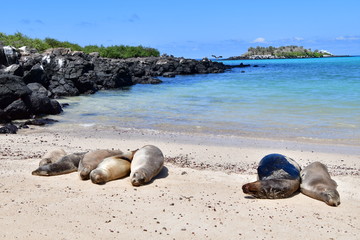 LOBO MARINO, GALÁPAGOS