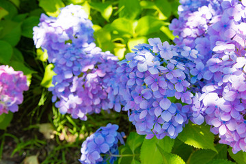初夏のアジサイ