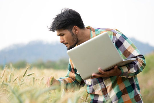 Selective focus medium shot asian men smart farmer in plaid shirt using modern digital technologies by laptop computer in barley grain farm field for agriculture industrial development.