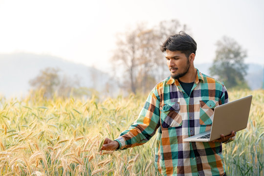 Selective focus medium shot asian men smart farmer in plaid shirt using modern digital technologies by laptop computer in barley grain farm field for agriculture industrial development. - Powered by Adobe