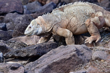 IGUANA TERRESTRE, GALÁPAGOS