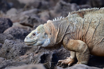 IGUANA TERRESTRE, GALÁPAGOS