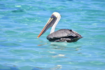 PELÍCANO, GALÁPAGOS