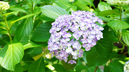 和の情緒溢れるアジサイ！