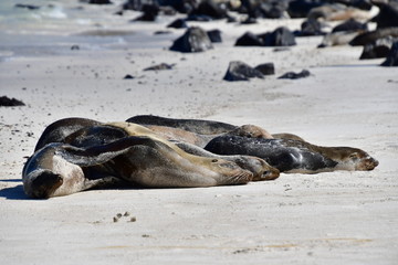 LOBO MARINO, GALÁPAGOS