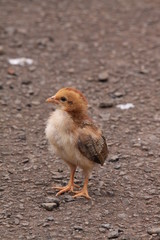 Chick 1