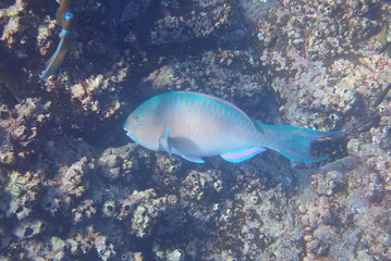 PEZ, GALÁPAGOS