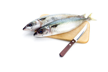 Atlantic chub mackerel (Scomber colias) close-up