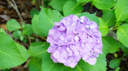 和の情緒溢れるアジサイ！