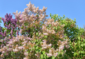 Obraz premium Blooming lilac bush.