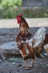 Domestic cage-free Chicken and rooster laying fresh organic eggs in farmer yard poultry easter village cock