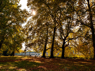 Naklejka premium Autumn color of Platzspitz Park in Zurich, Switzerland